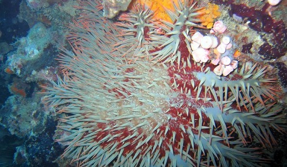 水下被海洋生物傷害到了該怎么辦？
